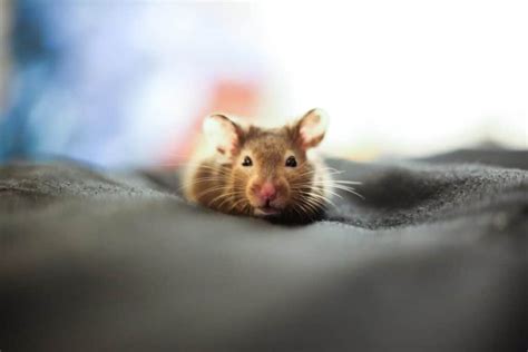 Do mice like quiet or noise?